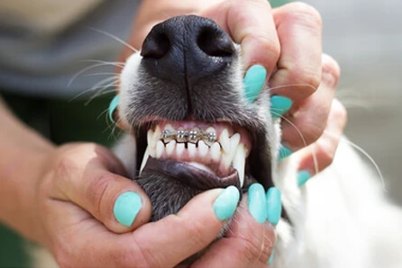 dog dentist in Somersworth