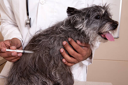  vet for dog vaccination in St. Albans city
