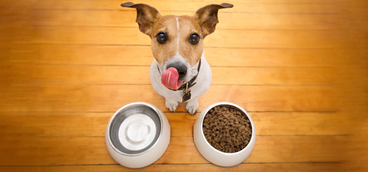 animal hospital nutritional guidance in Morristown