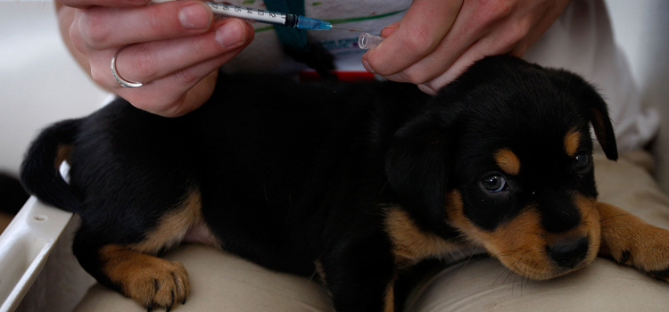 dog vaccination dispensary in Barnard